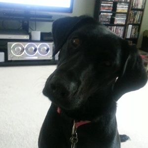 Meet your Posher, Sushi